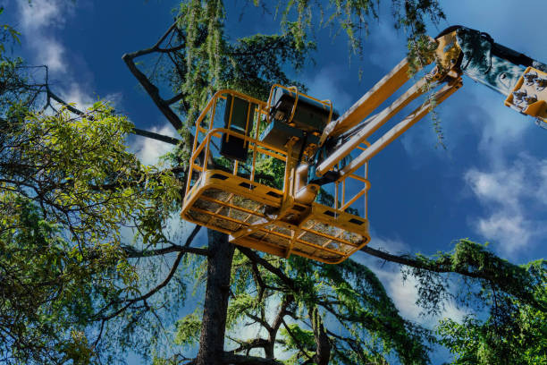 How Our Tree Care Process Works  in  Putnam Lake, NY