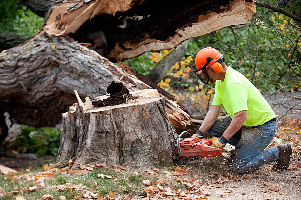 Best Lawn Disease Treatment  in Putnam Lake, NY