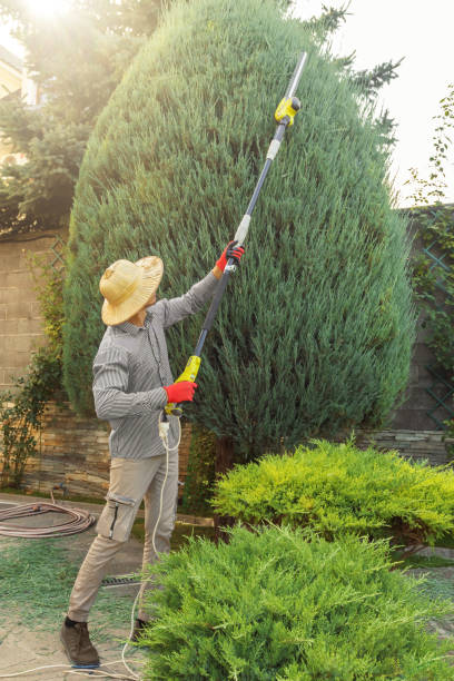 Professional Tree Removal in Putnam Lake, NY